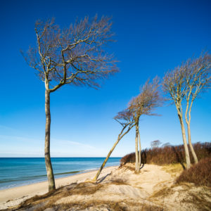 Deutschland, Mecklenburg-Vorpommern, Fischland-Darß-Zingst, Halbinsel Darß, Nationalpark Vorpommersche Boddenlandschaft, Unberührte Küstenlandschaft, Küstenwald, Windflüchter, Ausblick auf die Ostsee Deutschland, Mecklenburg-Vorpommern, Fischland-Darß-Zingst, Halbinsel Darß, Nationalpark Vorpommersche Boddenlandschaft, Unberührte Küstenlandschaft, Küstenwald, Windflüchter, Ausblick auf die Ostsee